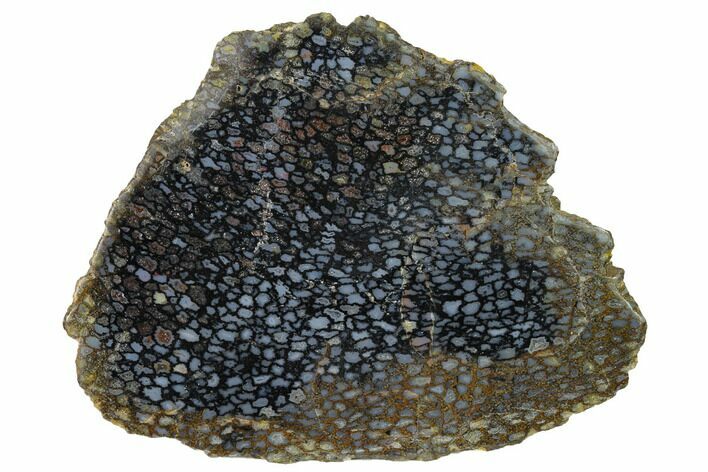 Polished, Black Petrified Palm Root Section - Indonesia #151953